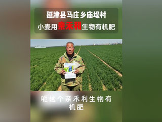 小麥?zhǔn)褂糜H禾利生物有機(jī)肥，延津縣馬莊鄉(xiāng)廟堤村農(nóng)戶(hù)感言